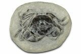 Eocene Fossil Crab (Pulalius) - Washington State #345510-1